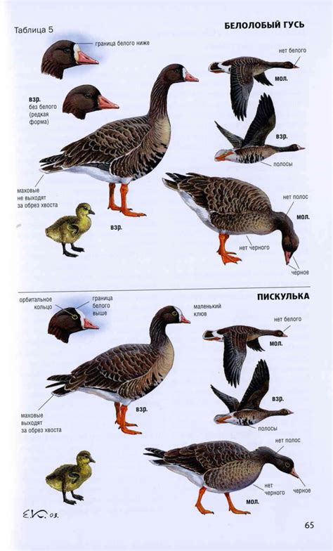 Сравнение гуся и утки: особенности и различия