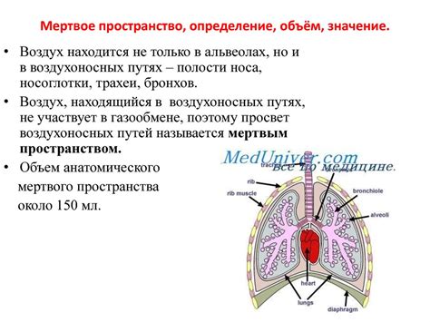 Средостение: определение и значение