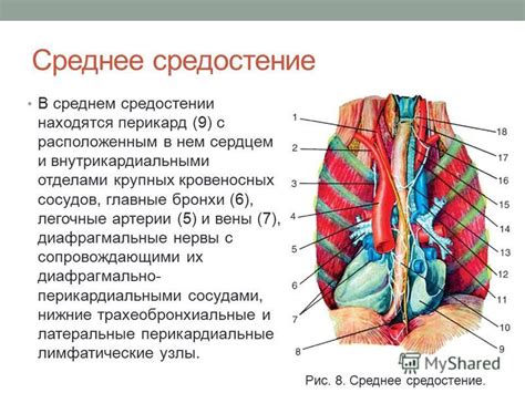 Средостение: структура и значение в организме