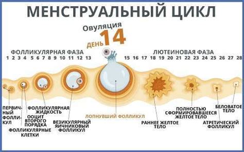 Сроки зачатия после полового акта