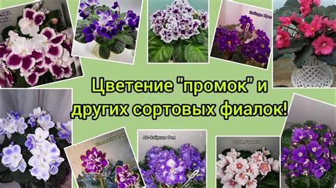 Сроки созревания промышленных сортов фиалок