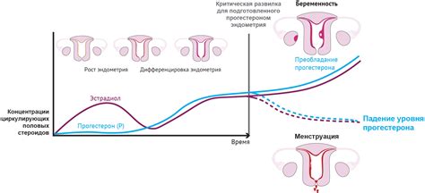 Стадии секреции эндометрия