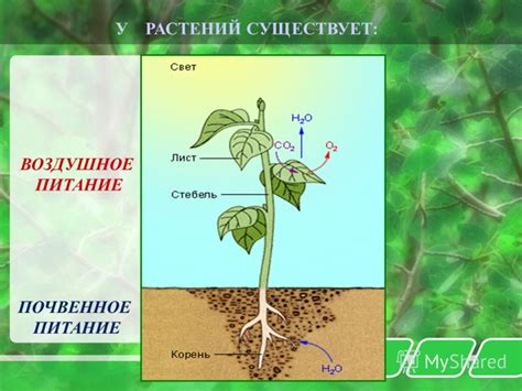 Старение растения