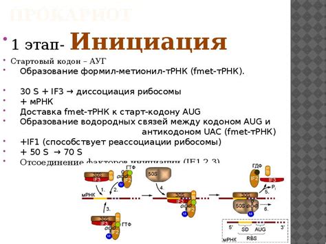 Стартовый кодон: инициация синтеза белка