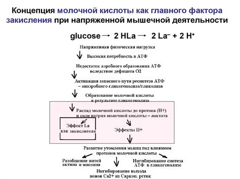 Статическое накопление молочной кислоты