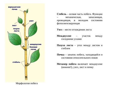 Стебель: основные сведения