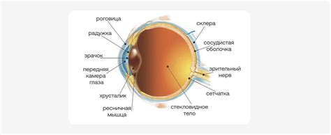 Стекловидное тело: структурированность и зрение