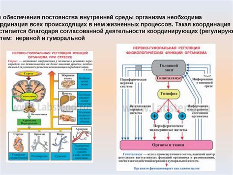 Стимулирование естественных процессов в организме