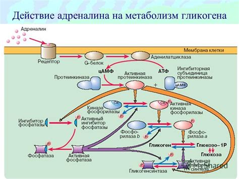 Стимуляция адреналина и норадреналина