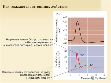 Стимуляция активности натрий-калиевых насосов