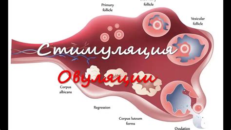 Стимуляция овуляции