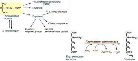 Стимуляция синтеза глутамата