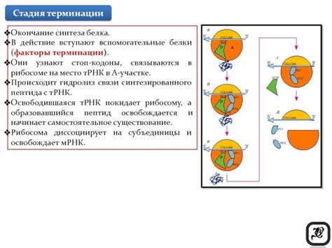 Стоп-кодоны: остановка синтеза белка