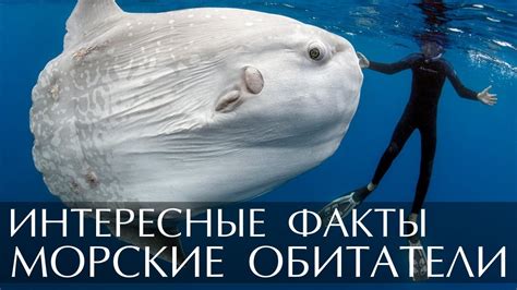 Странные видения о морских обитателях: мрачные предзнаменования об измене и лжи