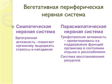 Стрессы и нервная система