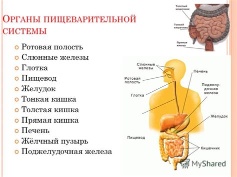 Стресс и его отражение на работе пищеварительной системы