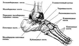 Строение Ахиллесовой пяты