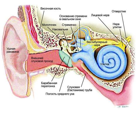 Строение внутреннего уха