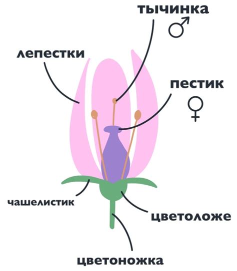 Строение генеративного органа