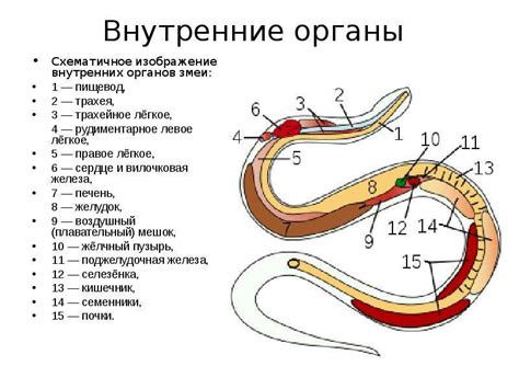 Строение глаз змей