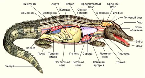 Строение глаз крокодилов