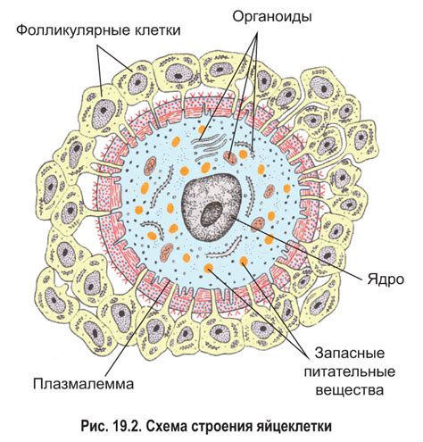 Строение и образование