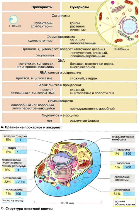 Строение и функции