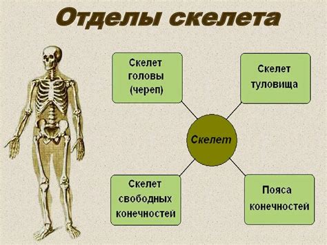 Строение и функции туловища человека