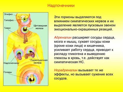 Строение и функционирование эндокринной системы