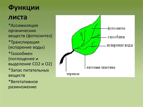 Строение листа: адаптации и функции