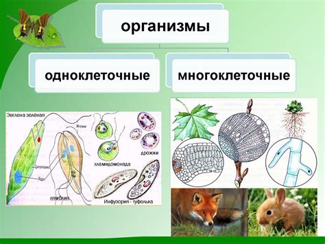 Строение одноклеточных организмов