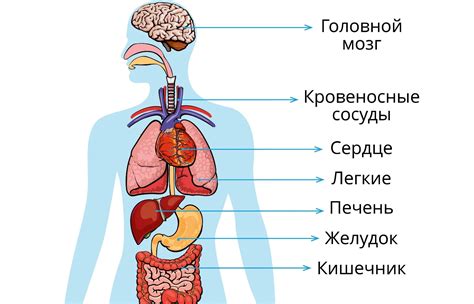 Строение организма