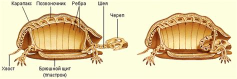 Строение панциря черепахи: особенности и интересные факты
