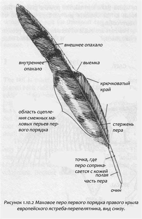 Строение перьев