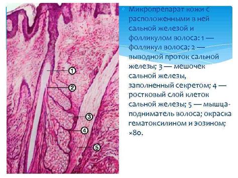 Строение потовых желез