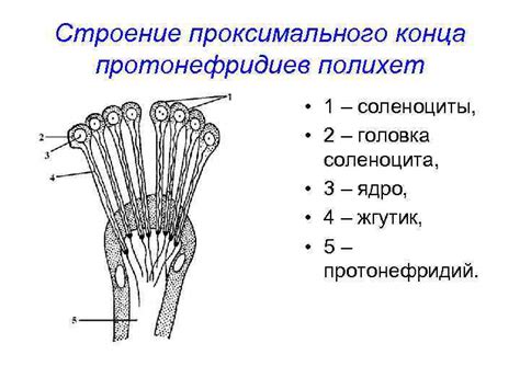 Строение проксимального конца