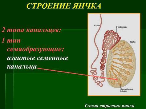 Строение семенников и их функции