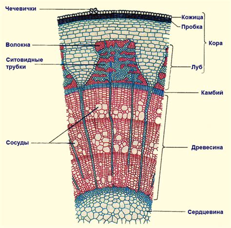 Строение стебля