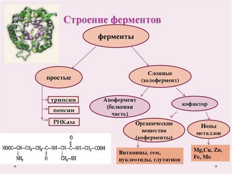 Структура аллостерических ферментов