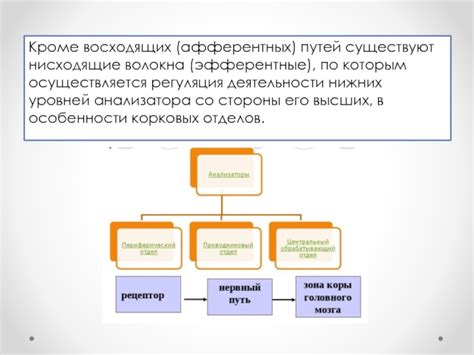 Структура афферентных путей