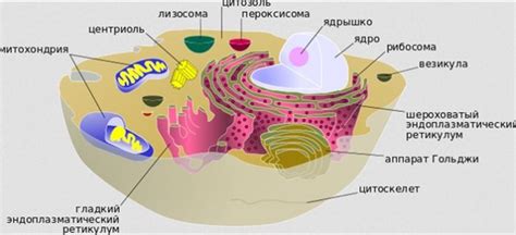 Структура базофильной цитоплазмы