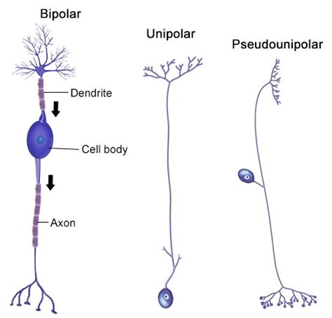 Структура биполярных нейронов и их связь с другими клетками