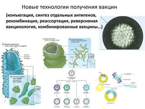 Структура вакцины