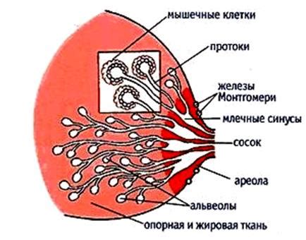 Структура внеклеточной жидкости левой молочной железы