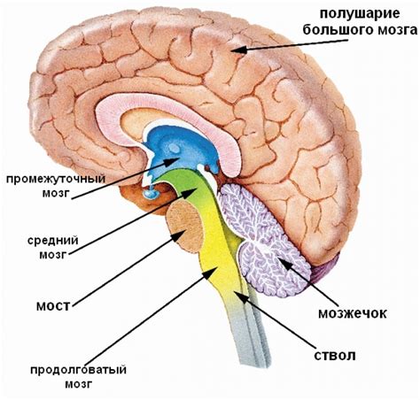 Структура головного мозга: сложная организация, функции мозговой коры – что это обозначает?