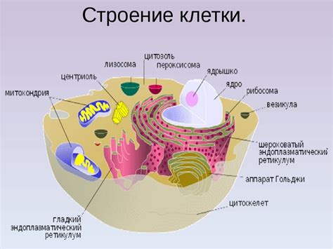 Структура голоядерных клеток