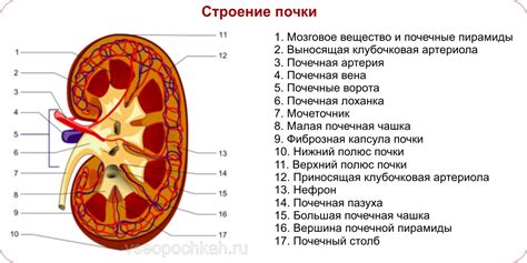 Структура диффузно неоднородной почки