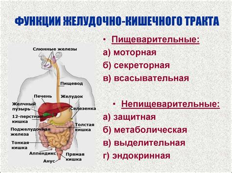 Структура желудочно-кишечного тракта