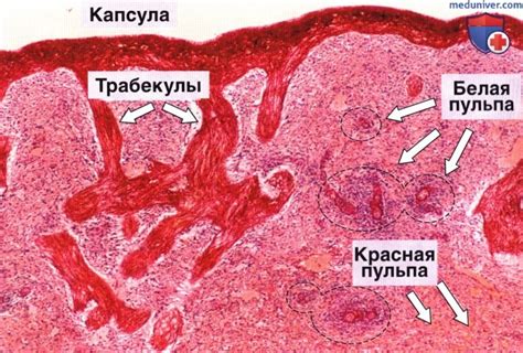 Структура зернистой селезенки