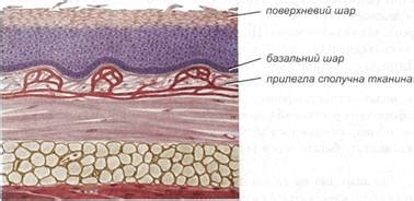 Структура и зоны расположения эпителия плоского поверхностного слоя